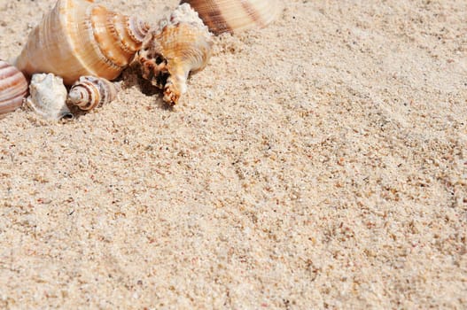 sea shells with sand as background
