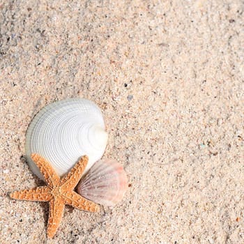 closeup of beach with starfish and shells like summer vacation background