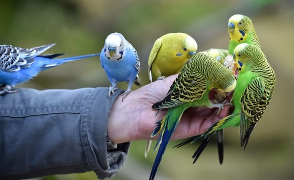 Budgerigars