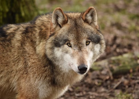 Grey wolf