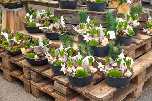 Christmas composition with hyacinths for Christmas