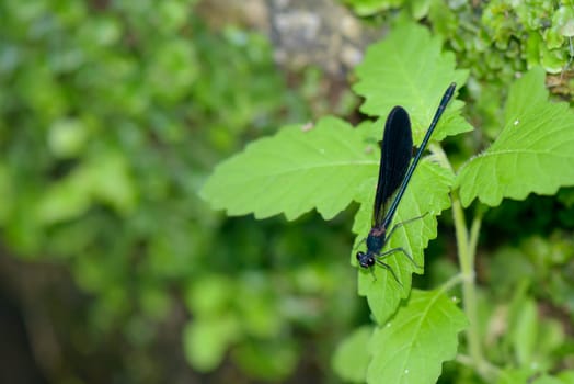 A black and red dragonfly resting on some leaf in the forest