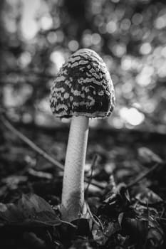 Magpie Inkcap - Coprinopsis picacea recorded on deciduous forest floor - macro shot - soft bokeh - black and white