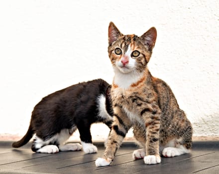 portrait of two sweet cats children in front white  background