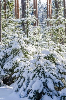 Firs and pines in the forest after snowfall