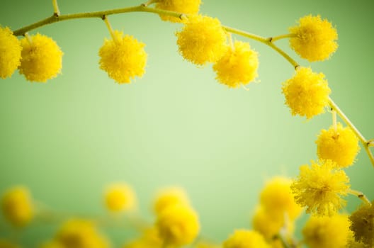Mimosa flowers, close-up
