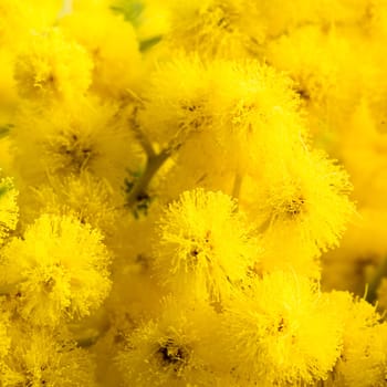 Mimosa flowers, close-up