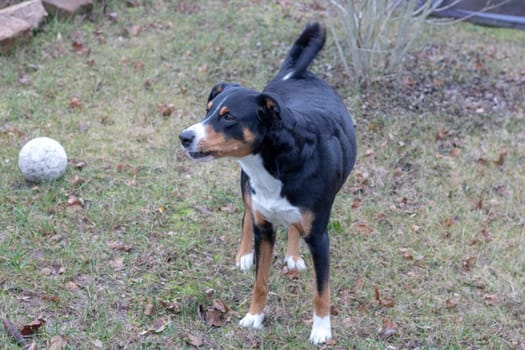 Appenzeller Mountain Dog in Winter Outdoor