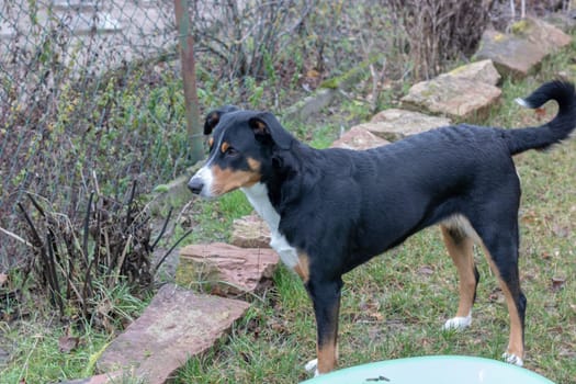 Appenzeller Mountain Dog in Winter Outdoor