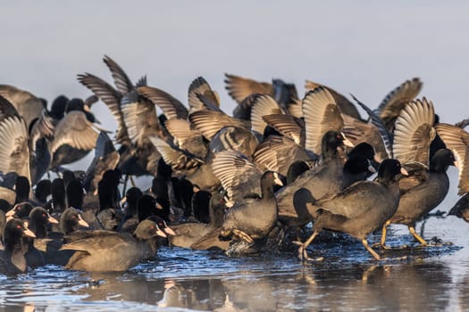 eurasian coot (fulica atra) in winter. Location: Comana Natural Park, Romania