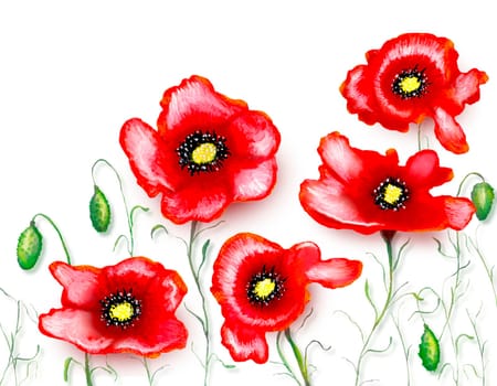 Red poppies on a white background, watercolor painting,  illustration.