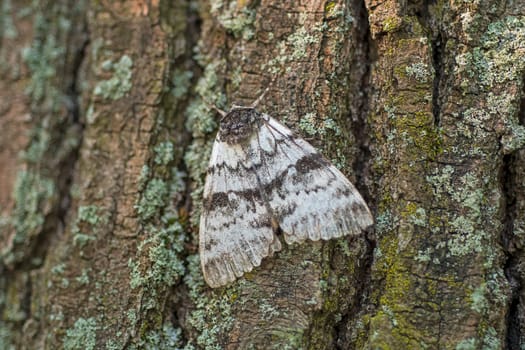 widow underwing moth resting on a tree in Killbear Provincial Park in Ontario