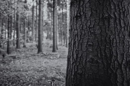 Tree trunk in a detail shot - in the background a mixed forest - black and white