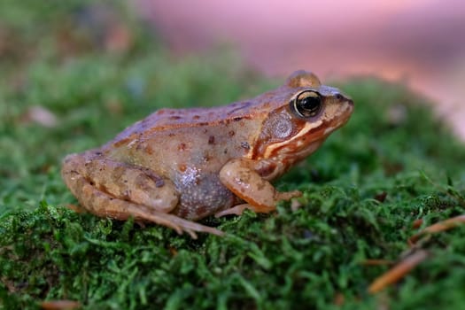 Common Frog on moss in a macro shot - side view