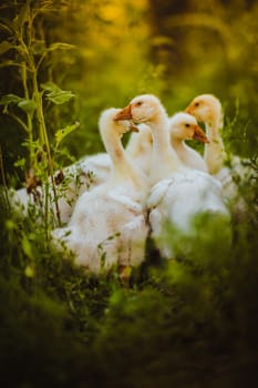 Five young goose together sit in the grass.