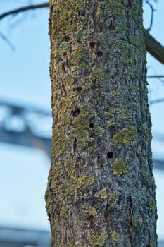 A tree infested by the Asian longhorn beetle in Magdeburg in Germany. The beetle is spreading around since 2000 in Europe, and damaged deciduous trees.