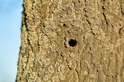 A tree infested by the Asian longhorn beetle in Magdeburg in Germany. The beetle is spreading around since 2000 in Europe, and damaged deciduous trees.