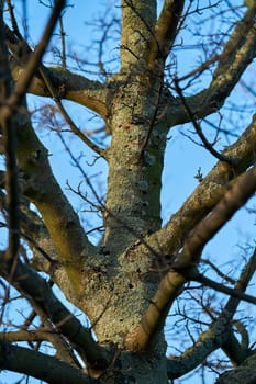 A tree infested by the Asian longhorn beetle in Magdeburg in Germany. The beetle is spreading around since 2000 in Europe, and damaged deciduous trees.