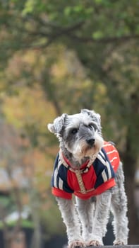 The Giant Schnauzer portrait. The Giant Schnauzer stands on the green grass in city park