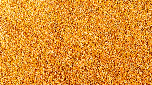 The dry corn background, dry corn seed for animal feed