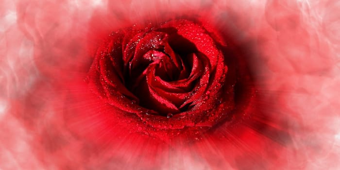 Red rose with water droplets
