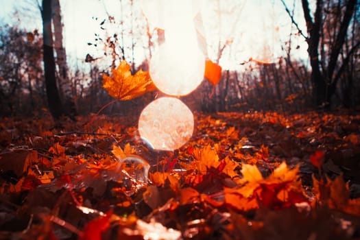 Autumn leaves close up on sun background.