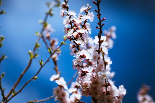 blooming apricot on a background of a spring sky.