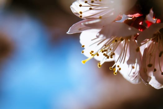 blossoming apricot close up on a sky background.