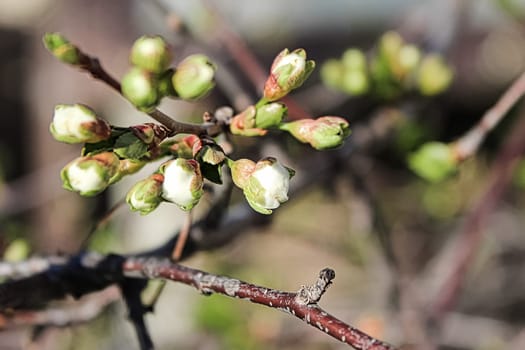 The closeup view of cherry blossoms in the spring.