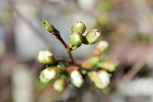 The closeup view of cherry blossoms in the spring.