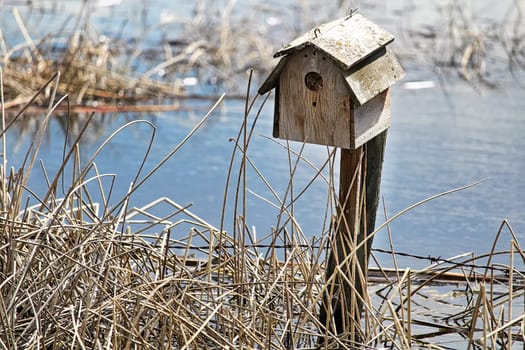 Dried reeds around a rustic birdhouse on a fence.