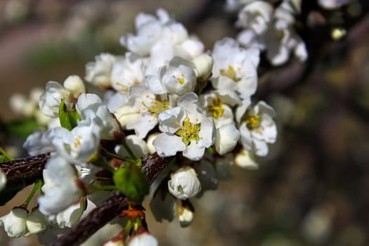 The closeup view of plum blossoms in the spring.