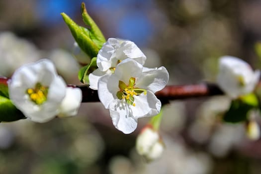 The closeup view of plum blossoms in the spring.