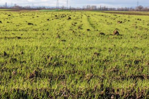 Green meadow grass field in Germany - Frankenthal