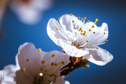blooming apricot on a background of a spring sky.