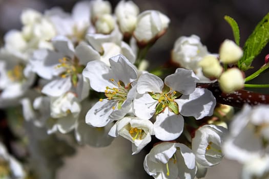 The closeup view of plum blossoms in the spring.