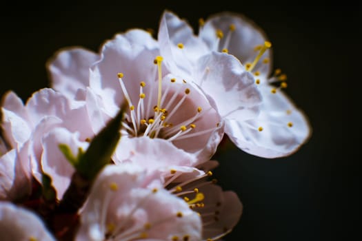 blossoming apricot close up on a sky background.