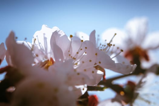blossoming apricot close up on a sky background.