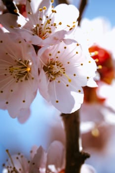 blossoming apricot close up on a sky background.