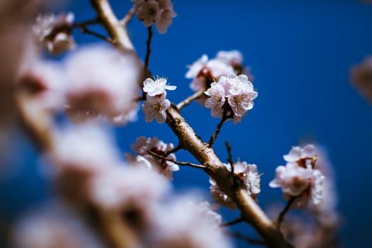 blooming apricot on a background of a spring sky.