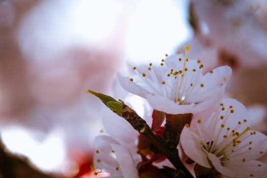 blossoming apricot close up on a sky background.