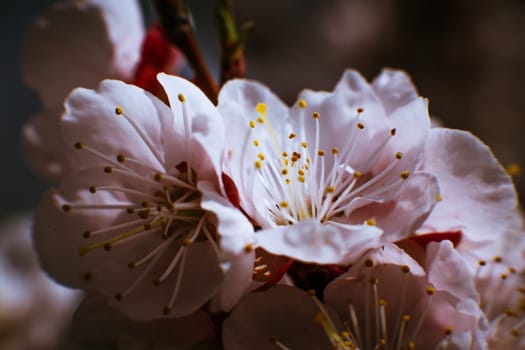 blossoming apricot close up on a sky background.