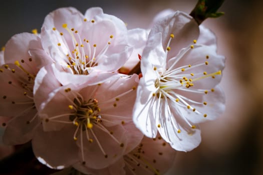 blossoming apricot close up on a sky background.