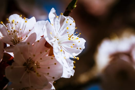 blossoming apricot close up on a sky background.