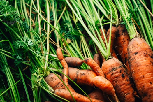 Fresh carrots close-up on a wooden background.