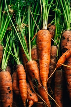 Fresh carrots close-up on a wooden background.