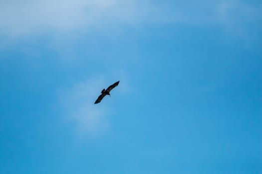 Hawk with prey. Hawk flying in the blue sky. Hawk hunted the mouse. Hawk flying high in the blue sky hunting for food...