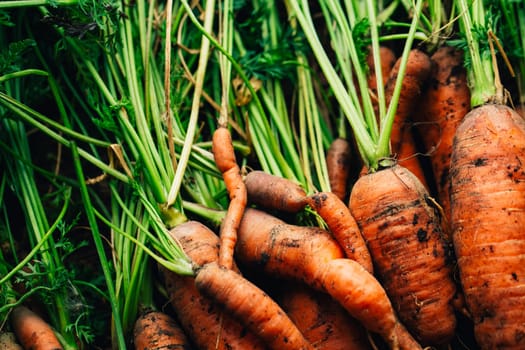 Fresh carrots close-up on a wooden background.
