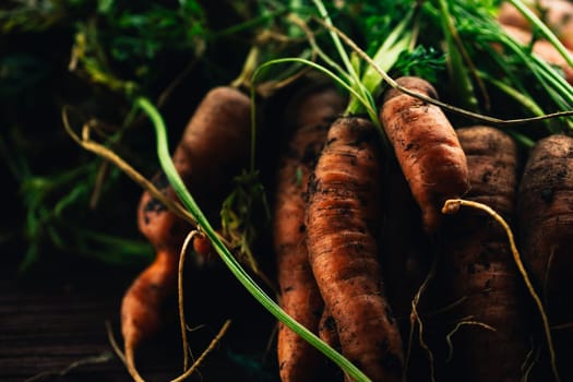 Fresh carrots from the garden close-up on a wooden background.