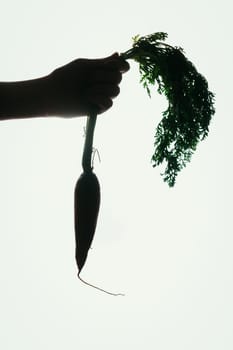 hands of a girl holding a carrot silhouette on orange background.